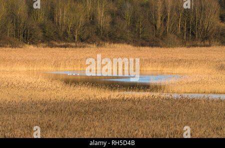 Ein kalter Wintertag am Star Pit lokale Nature Reserve, ein ehemaliger brick Pit im Dogsthorpe, Peterborough, Cambridgeshire, England Stockfoto