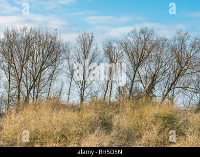 Ein kalter Wintertag am Star Pit lokale Nature Reserve, ein ehemaliger brick Pit im Dogsthorpe, Peterborough, Cambridgeshire, England Stockfoto