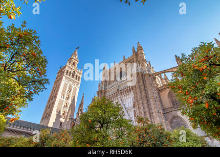 Anzeigen von Sevilla Kathedrale der Heiligen Maria des Siehe (Kathedrale von Sevilla entfernt) mit dem Turm Giralda und Orangen Bäume im Vordergrund. Stockfoto