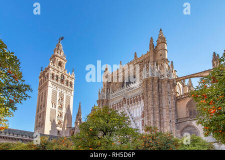 Anzeigen von Sevilla Kathedrale der Heiligen Maria des Siehe (Kathedrale von Sevilla entfernt) mit dem Turm Giralda und Orangen Bäume im Vordergrund. Stockfoto