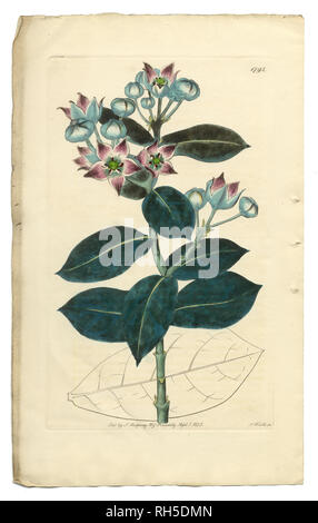 Tall Calotropis, Calotropis Procera, Apocynaceae, Viktorianische Botanische Illustration, 1835 Stockfoto