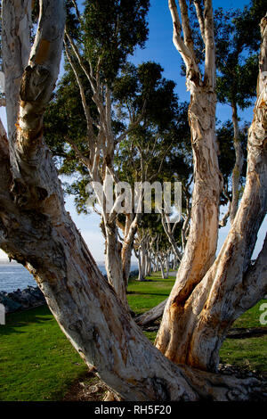 Diese papier Eukalyptusbäumen Linie bis in den späten Nachmittag Sonne in San Diego Stockfoto