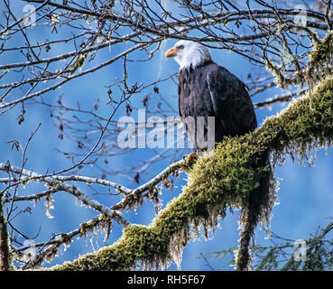 Weißkopfseeadler sitzen auf einem Bemoosten Ast Stockfoto
