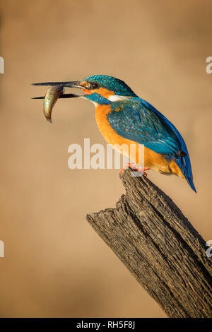 Eisvogel, Alcedo atthis Stockfoto