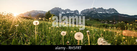 Sonnenuntergang im Frühling am Wilden Kaiser mit Blumen im Gegenlicht Stockfoto