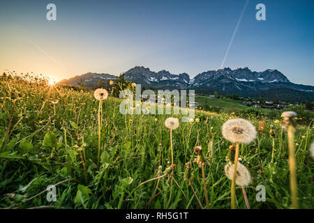 Sonnenuntergang im Frühling am Wilden Kaiser mit Blumen Stockfoto