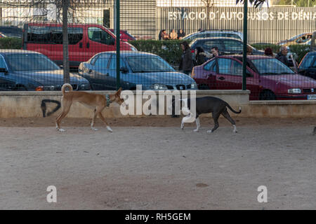 Podenco und Pitbull kämpfen Stockfoto