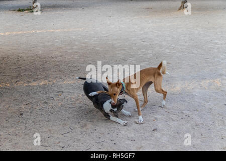 Podenco und Pitbull kämpfen Stockfoto