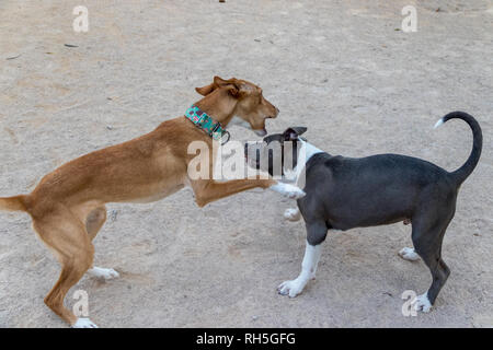 Podenco und Pitbull kämpfen Stockfoto