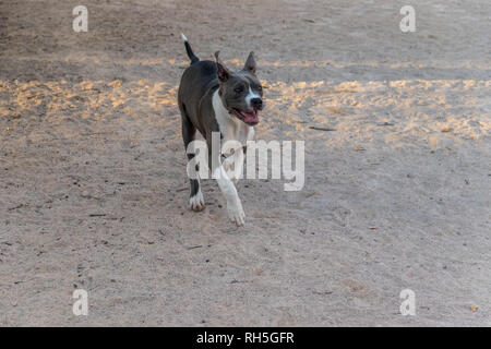 Pitbull im Sand laufen PPP Stockfoto