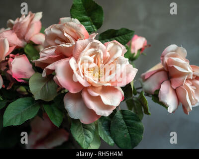 - Aus der Nähe schöne künstliche Vintage rosa Rosen Blumen auf Beton Wand Hintergrund. Stockfoto