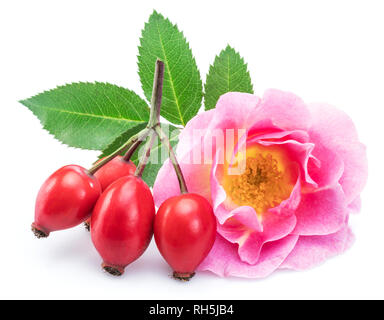 Hagebutten mit Rose Blume auf einem weißen Hintergrund. Stockfoto