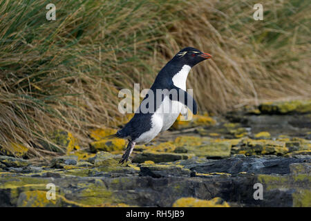 Rockhopper penguin eudyptes chrysocome Seite springen über Felsen trostlosen Insel falkland inseln Stockfoto