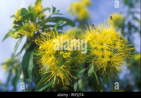 Xanthostemon chrysanthus, allgemein mit dem Namen Golden Penda, ist eine Baumart in der Familie Myrtaceae, endemisch in Nordosten von Queensland, Australien. Stockfoto