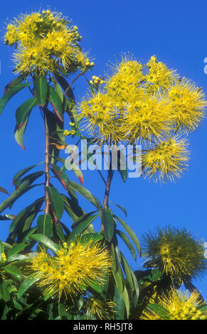 Xanthostemon chrysanthus, allgemein mit dem Namen Golden Penda, ist eine Baumart in der Familie Myrtaceae, endemisch auf der nordöstlichen Queensland, Australien Stockfoto