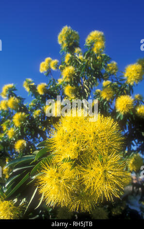 Xanthostemon chrysanthus, allgemein mit dem Namen Golden Penda, ist eine Baumart in der Familie Myrtaceae, endemisch auf der nordöstlichen Queensland, Australien Stockfoto