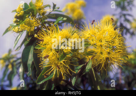 Xanthostemon chrysanthus, allgemein mit dem Namen Golden Penda, ist eine Baumart in der Familie Myrtaceae, endemisch auf der nordöstlichen Queensland, Australien Stockfoto