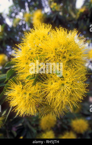 Xanthostemon chrysanthus, allgemein mit dem Namen Golden Penda, ist eine Baumart in der Familie Myrtaceae, endemisch auf der nordöstlichen Queensland, Australien Stockfoto