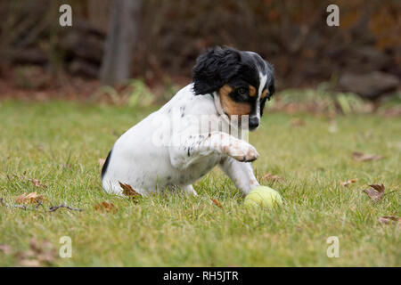 Acht Wochen alten English Setter Welpen spielen mit Tennis ball Stockfoto