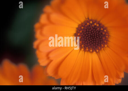 NAHAUFNAHME EINER ORANGEN CALENDULA OFFICINALIS BLUME, BEKANNT ALS DER TOPF ODER ENGLISCHE RINGELBLUME, GEWÖHNLICHE RINGELBLUME ODER SCOTCH RINGELBLUME. Stockfoto