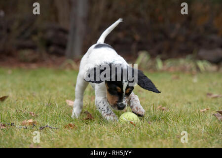 Acht Wochen alten English Setter Welpen spielen mit Tennis ball Stockfoto