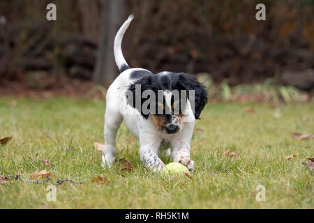 Acht Wochen alten English Setter Welpen spielen mit Tennis ball Stockfoto