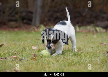Acht Wochen alten English Setter Welpen spielen mit Tennis ball Stockfoto