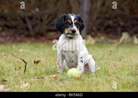 Acht Wochen alten English Setter Welpen spielen mit Tennis ball Stockfoto