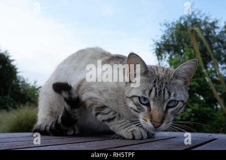 Blue eyed Cat suchen in der Kamera sitzen auf einem hölzernen Tisch Stockfoto