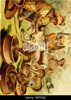 . Brehms Tierleben: allgemeine Kunde des Tierreichs. ;. -. ^. Bitte beachten Sie, dass diese Bilder sind von der gescannten Seite Bilder, die digital für die Lesbarkeit verbessert haben mögen - Färbung und Aussehen dieser Abbildungen können nicht perfekt dem Original ähneln. extrahiert. Brehm, Alfred Edmund, 1829-1884; havior. Stockfoto