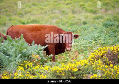 Devon Red Ruby Kühe (Bos taurus) Beweidung auf die Berggebiete Heide durch Wistmans Holz, Nationalpark Dartmoor, Devon, Großbritannien. Stockfoto