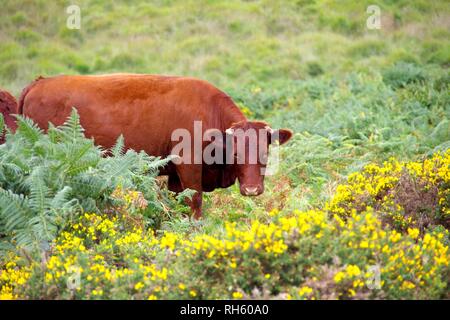 Devon Red Ruby Kühe (Bos taurus) Beweidung auf die Berggebiete Heide durch Wistmans Holz, Nationalpark Dartmoor, Devon, Großbritannien. Stockfoto