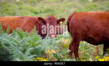 Devon Red Ruby Kühe (Bos taurus) Beweidung auf die Berggebiete Heide durch Wistmans Holz, Nationalpark Dartmoor, Devon, Großbritannien. Stockfoto