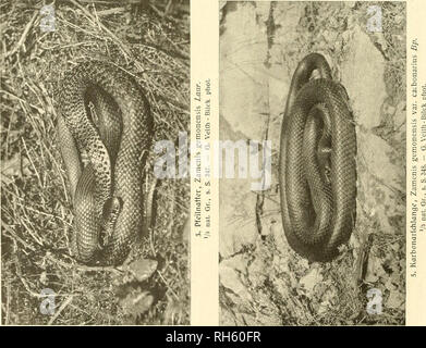 . Brehms Tierleben: allgemeine Kunde des Tierreichs. ;. . Bitte beachten Sie, dass diese Bilder sind von der gescannten Seite Bilder, die digital für die Lesbarkeit verbessert haben mögen - Färbung und Aussehen dieser Abbildungen können nicht perfekt dem Original ähneln. extrahiert. Brehm, Alfred Edmund, 1829-1884; havior. Stockfoto