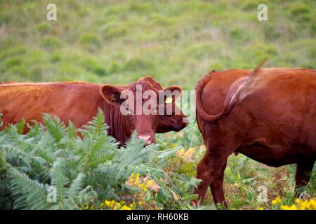 Devon Red Ruby Kühe (Bos taurus) Beweidung auf die Berggebiete Heide durch Wistmans Holz, Nationalpark Dartmoor, Devon, Großbritannien. Stockfoto