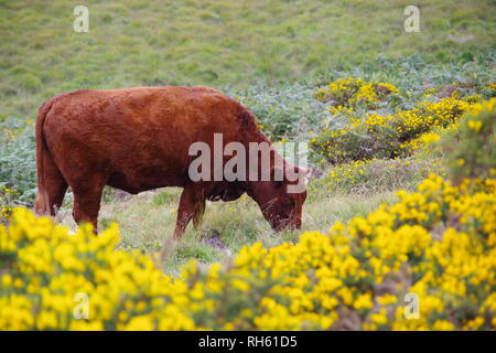 Devon Red Ruby Kühe (Bos taurus) Beweidung auf die Berggebiete Heide durch Wistmans Holz, Nationalpark Dartmoor, Devon, Großbritannien. Stockfoto