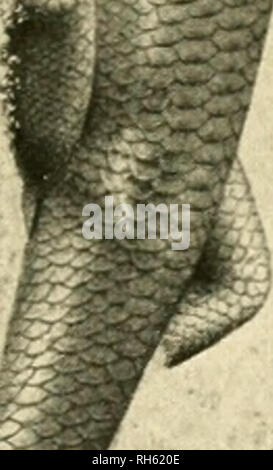 . Brehms Tierleben: allgemeine Kunde des Tierreichs. ;. . Bitte beachten Sie, dass diese Bilder sind von der gescannten Seite Bilder, die digital für die Lesbarkeit verbessert haben mögen - Färbung und Aussehen dieser Abbildungen können nicht perfekt dem Original ähneln. extrahiert. Brehm, Alfred Edmund, 1829-1884; havior. Stockfoto