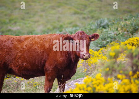 Devon Red Ruby Kühe (Bos taurus) Beweidung auf die Berggebiete Heide durch Wistmans Holz, Nationalpark Dartmoor, Devon, Großbritannien. Stockfoto