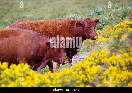 Devon Red Ruby Kühe (Bos taurus) Beweidung auf die Berggebiete Heide durch Wistmans Holz, Nationalpark Dartmoor, Devon, Großbritannien. Stockfoto