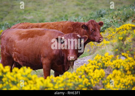 Devon Red Ruby Kühe (Bos taurus) Beweidung auf die Berggebiete Heide durch Wistmans Holz, Nationalpark Dartmoor, Devon, Großbritannien. Stockfoto