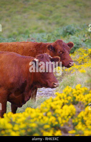 Devon Red Ruby Kühe (Bos taurus) Beweidung auf die Berggebiete Heide durch Wistmans Holz, Nationalpark Dartmoor, Devon, Großbritannien. Stockfoto