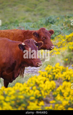 Devon Red Ruby Kühe (Bos taurus) Beweidung auf die Berggebiete Heide durch Wistmans Holz, Nationalpark Dartmoor, Devon, Großbritannien. Stockfoto