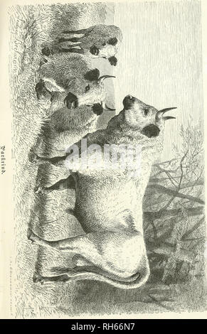 . Brehms Thierleben: Allgemeine Kunde des Thierreichs. Das Verhalten der Tiere; Zoologie. . Bitte beachten Sie, dass diese Bilder sind von der gescannten Seite Bilder, die digital für die Lesbarkeit verbessert haben mögen - Färbung und Aussehen dieser Abbildungen können nicht perfekt dem Original ähneln. extrahiert. Brehm, A.E. (Alfred Edmund), 1829-1884; Schmidt, Dr. (Eduard Oskar), 1823-1886; Taschenberg, Ernst Ludwig, 1818-1898. Leipzig: Verlag des Bibliographischen Instituts Stockfoto