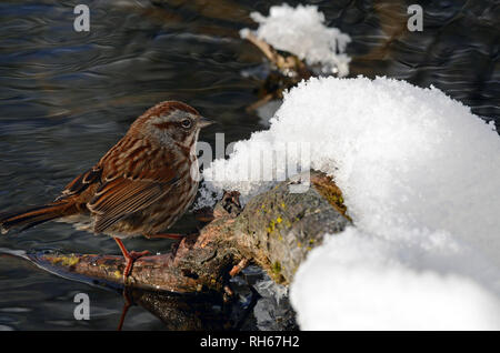 Singsperling füttert im Winter entlang eines Teiches neben dem Yaak River. Yaak Valley in den Purcell Mountains, Montana. (Foto von Randy Beacham) Stockfoto