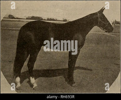 . Züchter und Sportler. Pferde. Band LII. Nr. 26. SAN FRANCISCO, CAL., Samstag, 27. Juni 2004, 190 S., Abb. Abonnement - $ 3.00 pro Jahr. EMELINE zwei Jahre alten Stutfohlen von Sir John S. 2:04&gt;&lt; .. Bitte beachten Sie, dass diese Bilder sind von der gescannten Seite Bilder, die digital für die Lesbarkeit verbessert haben mögen - Färbung und Aussehen dieser Abbildungen können nicht perfekt dem Original ähneln. extrahiert. San Francisco, Calif.: [s. n. ] Stockfoto