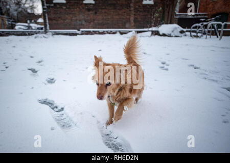 Oxford, Oxfordshire, UK. 1. Februar, 2019. Roxie, ein collie Kreuz Hund, genießt Schnee auf dem morgendlichen Spaziergang. Schnee fiel auf der anderen Seite der Oxford City Centre bedeckt, die Stadt in 7-10 cm Schnee. UK Wetter: Schnee in Oxford. Credit: Sidney Bruere/Alamy leben Nachrichten Stockfoto