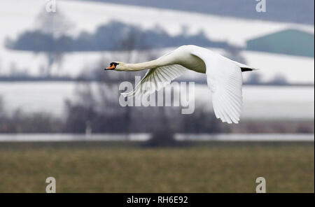 Langenenslingen Andelfingen, Deutschland. 01 Feb, 2019. Ein Schwan fliegen Vergangenheit unterhalb des schneebedeckten Schwäbische Alb. Foto: Thomas Warnack/dpa/Alamy leben Nachrichten Stockfoto