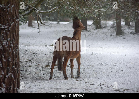 New Forest Pony, das nach oben greift, um sich an einem tief hängenden Baum im Schnee zu ernähren, Bramble Hill, Bramshaw, Lyndhurst, New Forest, Hampshire, Großbritannien im Februar. Stockfoto