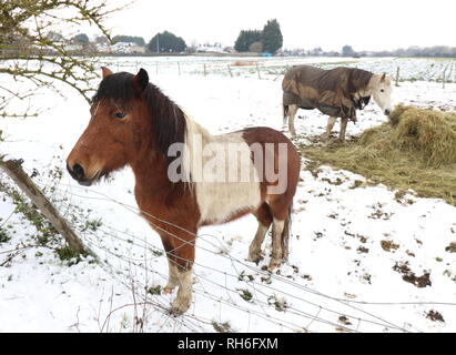 Bedfordshire, Großbritannien. 1 Feb, 2019. Rossen Fütterung in einem Feld im frischen Schnee wie London und in den Südosten von England abgedeckt leidet unter Temperaturen unter Null und bis zu drei Zoll über Nacht Schnee. Credit: Keith Mayhew/SOPA Images/ZUMA Draht/Alamy leben Nachrichten Stockfoto