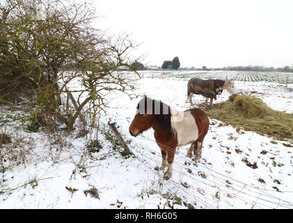 Bedfordshire, Großbritannien. 1 Feb, 2019. Rossen Fütterung in einem Feld im frischen Schnee wie London und in den Südosten von England abgedeckt leidet unter Temperaturen unter Null und bis zu drei Zoll über Nacht Schnee. Credit: Keith Mayhew/SOPA Images/ZUMA Draht/Alamy leben Nachrichten Stockfoto